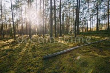 白俄罗斯。 美丽的日落阳光在阳光明媚的夏季针叶林。 阳光照耀，阳光照耀森林